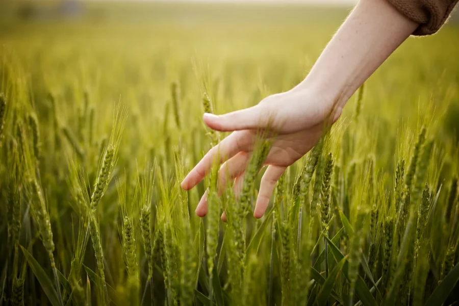 iStock-104566684